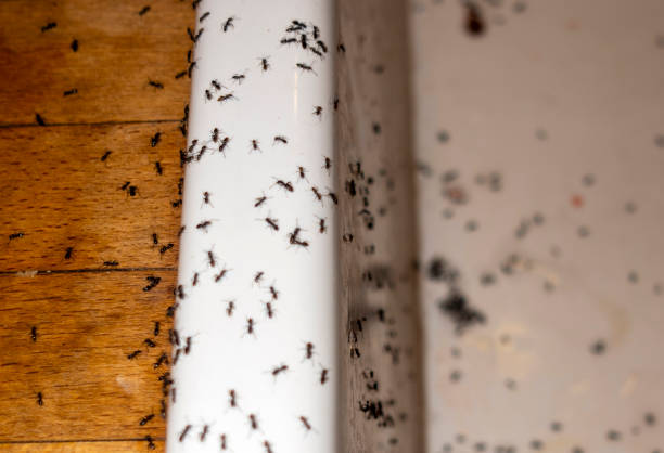 Professional Pest Control in Darlington, SC